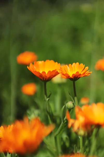 iki portakal marigold çiçek