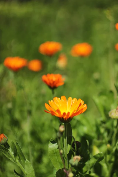 Calendula officinalis