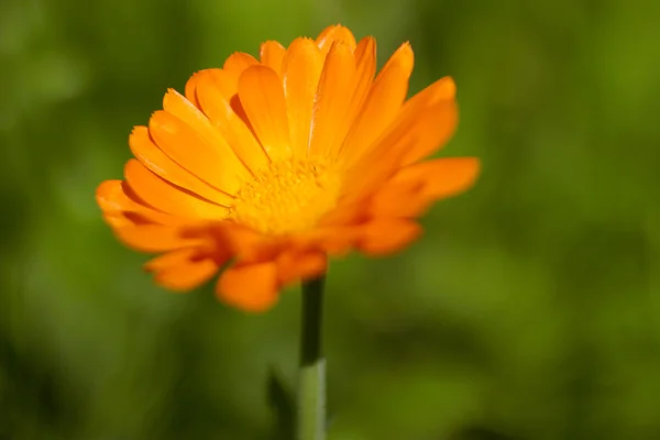 Calendula officinalis