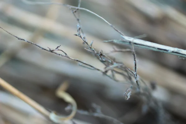 Solmuş çim arka plan