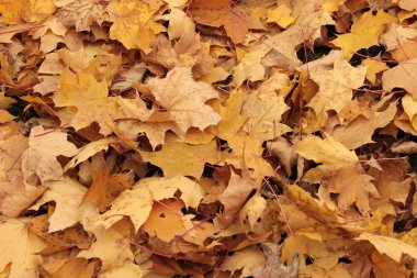 Sarı akçaağaç yaprakları