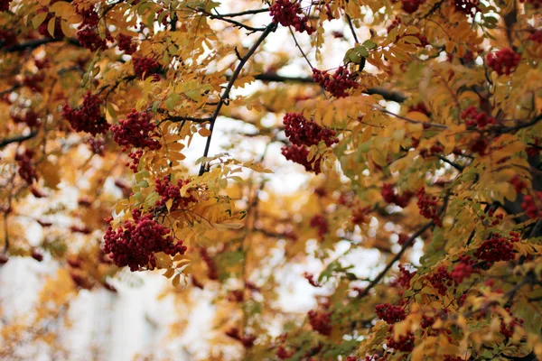 Ashberries bir ağaç üzerinde