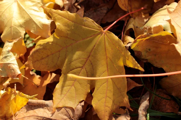 Sarı akçaağaç yaprağı