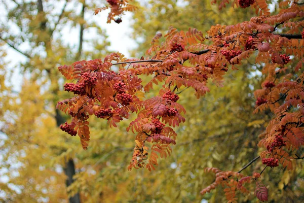 Ashberry bir ağaç üzerinde