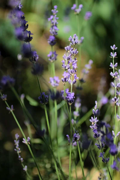 Bir alan üzerinde lavanta çiçekleri
