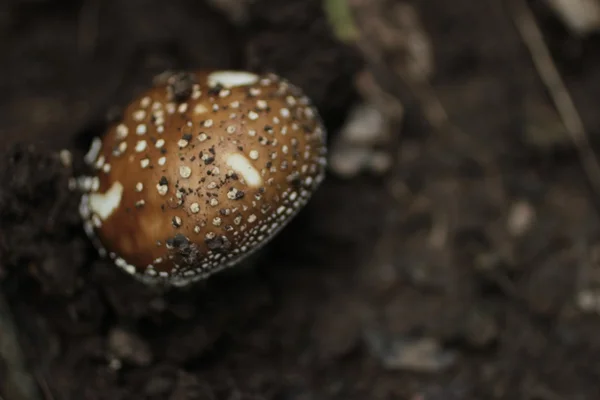 panter amanita