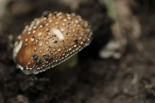 panter amanita