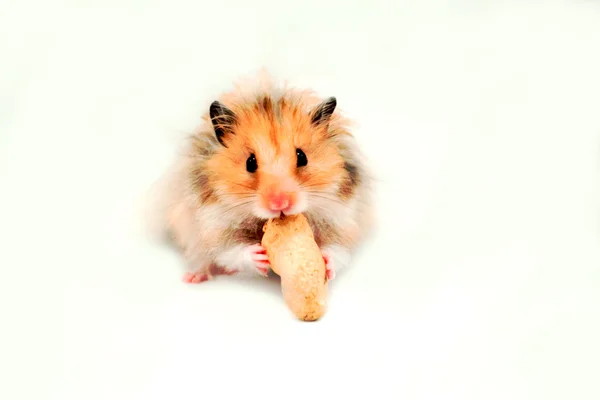 Rotbrauner Hamster frisst Erdnüsse lizenzfreie Stockbilder