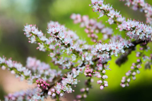 Tamarix