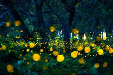 Ateşböceği ormanda uçuyor. Gece Prachinburi, Tayland 'da çalılıklarda ateşböcekleri. Ormanda gece vakti uçan ateş böceğinin Bokeh ışığı. Geceleri uzun pozlama fotoğrafları gürültülü, seçici odaklı..