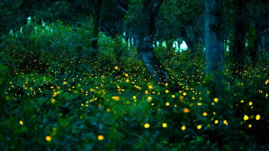 Ateşböceği ormanda uçuyor. Gece Prachinburi, Tayland 'da çalılıklarda ateşböcekleri. Ormanda gece vakti uçan ateş böceğinin Bokeh ışığı. Geceleri uzun pozlama fotoğrafları gürültülü, seçici odaklı..