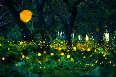 Ateşböceği ormanda uçuyor. Gece Prachinburi, Tayland 'da çalılıklarda ateşböcekleri. Ormanda gece vakti uçan ateş böceğinin Bokeh ışığı. Geceleri uzun pozlama fotoğrafları gürültülü, seçici odaklı..