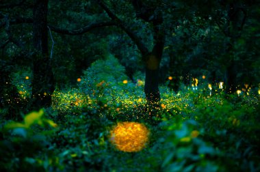 Ateşböceği ormanda uçuyor. Gece Prachinburi, Tayland 'da çalılıklarda ateşböcekleri. Ormanda gece vakti uçan ateş böceğinin Bokeh ışığı. Geceleri uzun pozlama fotoğrafları gürültülü, seçici odaklı..