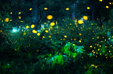 Ateşböceği ormanda uçuyor. Gece Prachinburi, Tayland 'da çalılıklarda ateşböcekleri. Ormanda gece vakti uçan ateş böceğinin Bokeh ışığı. Geceleri uzun pozlama fotoğrafları gürültülü, seçici odaklı..