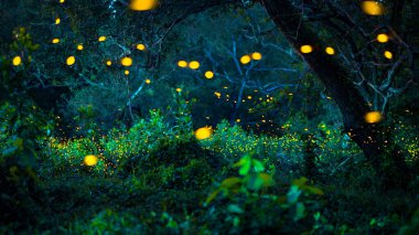 Ateşböceği ormanda uçuyor. Gece Prachinburi, Tayland 'da çalılıklarda ateşböcekleri. Ormanda gece vakti uçan ateş böceğinin Bokeh ışığı. Geceleri uzun pozlama fotoğrafları gürültülü, seçici odaklı..