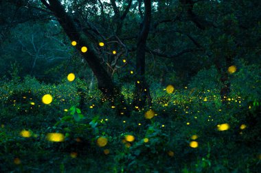 Ateşböceği ormanda uçuyor. Gece Prachinburi, Tayland 'da çalılıklarda ateşböcekleri. Ormanda gece vakti uçan ateş böceğinin Bokeh ışığı. Geceleri uzun pozlama fotoğrafları gürültülü, seçici odaklı..