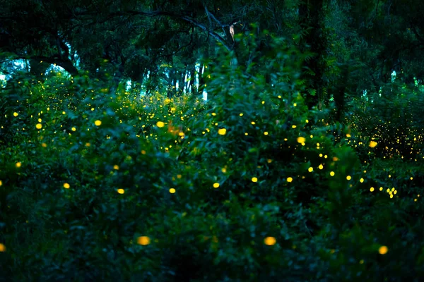 Firefly flying in the forest. Fireflies in the bush at night at Prachinburi, Thailand. Bokeh light of firefly flying in forest night time. Long exposure photos at night have noise, selective focus.