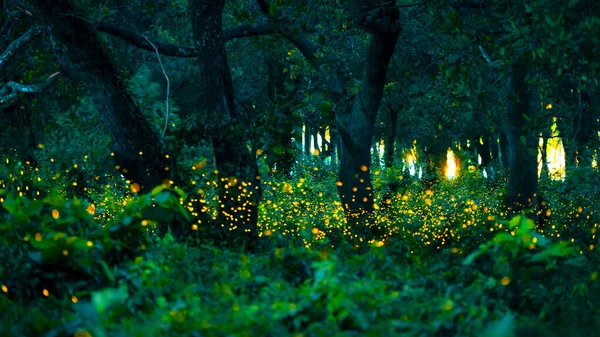 Ateşböceği ormanda uçuyor. Gece Prachinburi, Tayland 'da çalılıklarda ateşböcekleri. Ormanda gece vakti uçan ateş böceğinin Bokeh ışığı. Geceleri uzun pozlama fotoğrafları gürültülü, seçici odaklı..