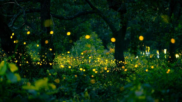 Ateşböceği ormanda uçuyor. Gece Prachinburi, Tayland 'da çalılıklarda ateşböcekleri. Ormanda gece vakti uçan ateş böceğinin Bokeh ışığı. Geceleri uzun pozlama fotoğrafları gürültülü, seçici odaklı..