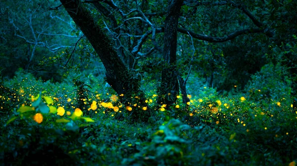 Ateşböceği ormanda uçuyor. Gece Prachinburi, Tayland 'da çalılıklarda ateşböcekleri. Ormanda gece vakti uçan ateş böceğinin Bokeh ışığı. Geceleri uzun pozlama fotoğrafları gürültülü, seçici odaklı..