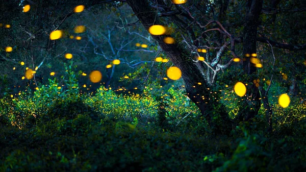 Ateşböceği ormanda uçuyor. Gece Prachinburi, Tayland 'da çalılıklarda ateşböcekleri. Ormanda gece vakti uçan ateş böceğinin Bokeh ışığı. Geceleri uzun pozlama fotoğrafları gürültülü, seçici odaklı..