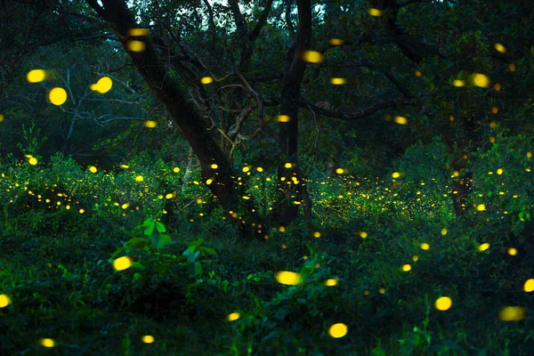 Ateşböceği ormanda uçuyor. Gece Prachinburi, Tayland 'da çalılıklarda ateşböcekleri. Ormanda gece vakti uçan ateş böceğinin Bokeh ışığı. Geceleri uzun pozlama fotoğrafları gürültülü, seçici odaklı..