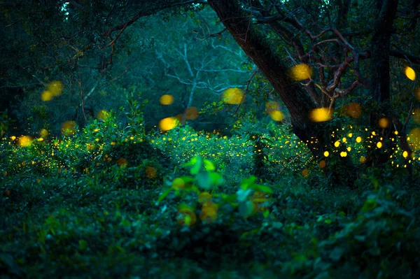 Ateşböceği ormanda uçuyor. Gece Prachinburi, Tayland 'da çalılıklarda ateşböcekleri. Ormanda gece vakti uçan ateş böceğinin Bokeh ışığı. Geceleri uzun pozlama fotoğrafları gürültülü, seçici odaklı..