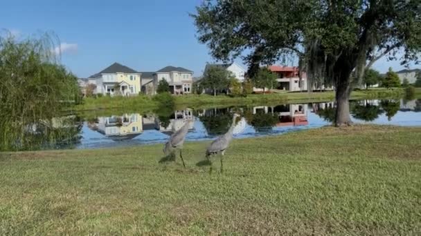 Двоє Журавлів Піщаних Журавлів Ідуть Сусідньому Озері Орландо Флорида — стокове відео