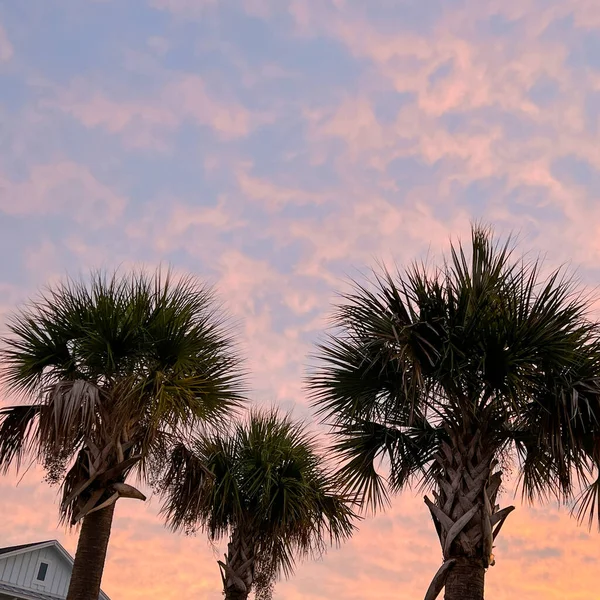 Soluppgång Med Palmer Ett Område Orlando Florida — Stockfoto