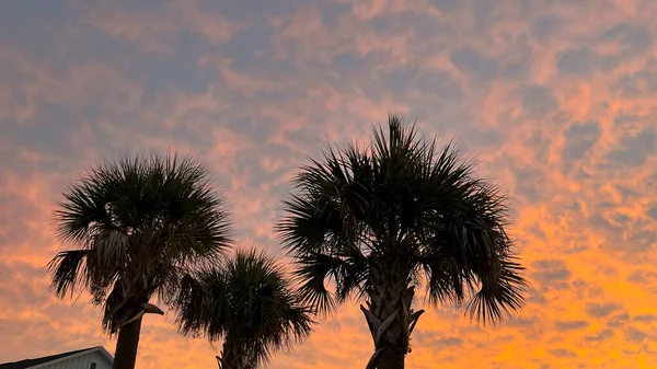 Soluppgång Med Palmer Ett Område Orlando Florida — Stockfoto