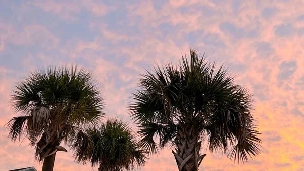 Сонячний Схід Пальмами Районі Орландо Флорида — стокове фото