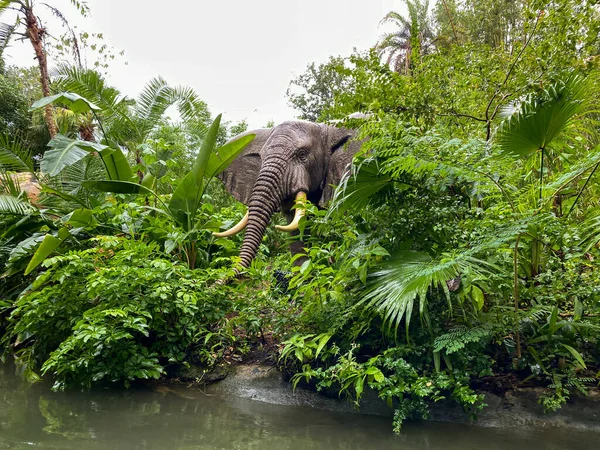 Orlando Eua Dezembro 2019 Passeio Cruzeiro Selva Walt Disney World — Fotografia de Stock