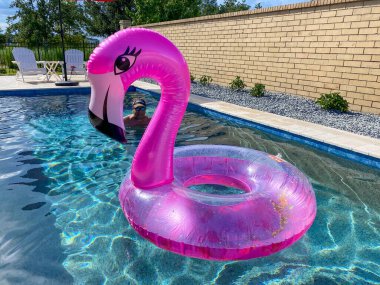 Pembe Flamingo havuzu Orlando, Florida 'da özel bir havuzda yüzüyor..