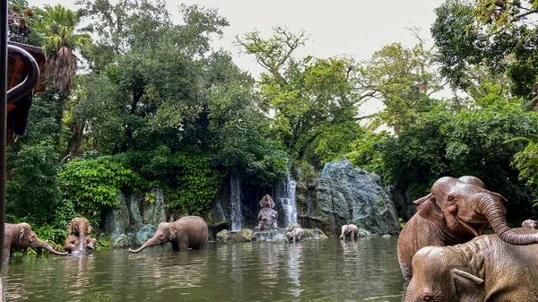 Orlando Eua Dezembro 2019 Passeio Cruzeiro Selva Walt Disney World — Fotografia de Stock