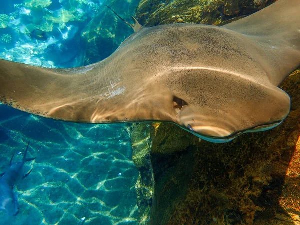 Rochen Schwimmen Über Korallenriff Stachelrochen — Stockfoto