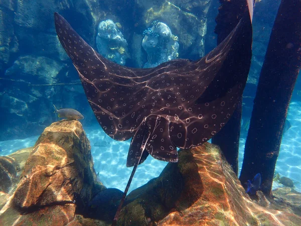 Eagle Ray Swimming Coral Reef Stingray — Stock Photo, Image