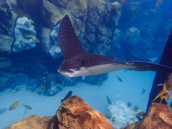 Eagle Ray Swimming Coral Reef Stingray — Stock Photo, Image