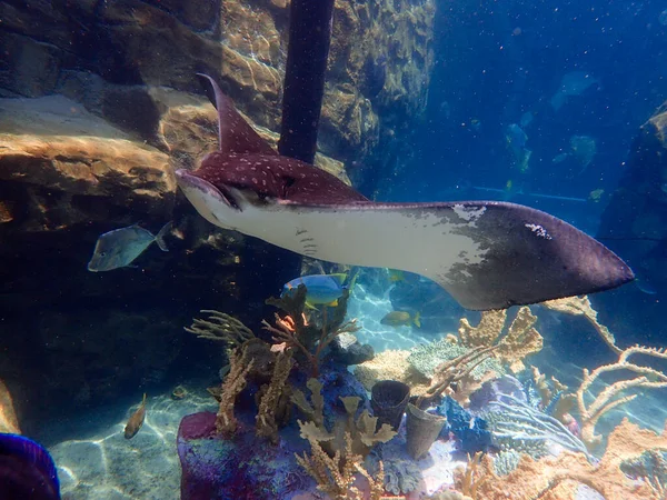 Eagle Ray Swimming Coral Reef Stingray — стоковое фото