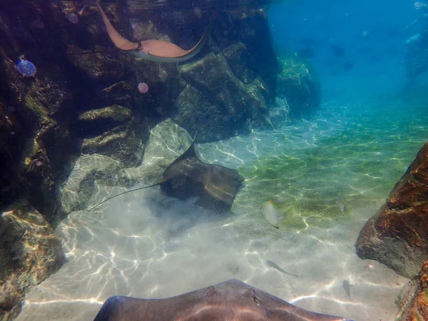 Krowi Nos Pływający Nad Rafą Koralową Płaszczka — Zdjęcie stockowe