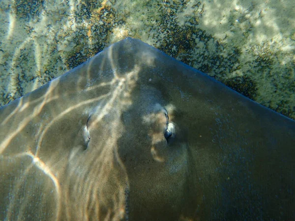 Arraia Vento Nadando Sobre Corais Recifes Rocha Subaquáticos — Fotografia de Stock