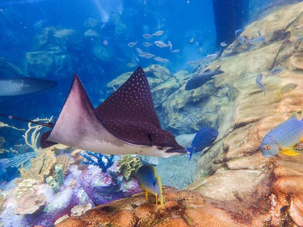 Underwater Photo Eagle Ray Swimming Coral Reef Sunny Day — Stock Photo, Image