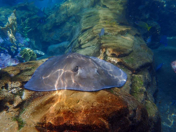 Stingray Swimming Coral Rock Reef Underwater — Stok fotoğraf