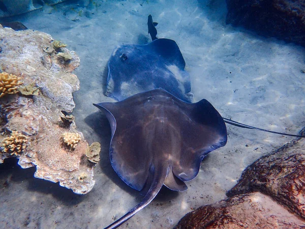 Uma Foto Subaquática Uma Raia Nadando Sobre Recifes Coral Dia — Fotografia de Stock