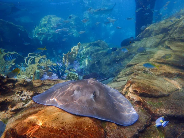 Stingray Swimming Coral Rock Reef Underwater — Stock Fotó