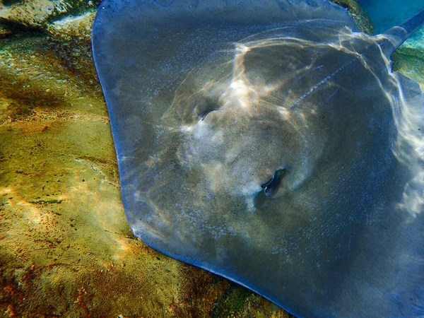 Ένα Σαλάχι Που Κολυμπάει Πάνω Από Κοράλλια Και Βράχους Κάτω — Φωτογραφία Αρχείου