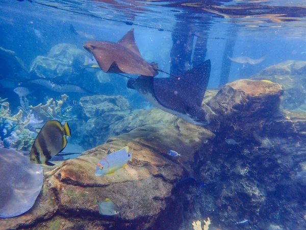 Cownose Ray Swimming Coral Reef Stingray — Foto de Stock