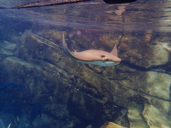 カウノーズ レイがサンゴ礁を泳いでいる — ストック写真