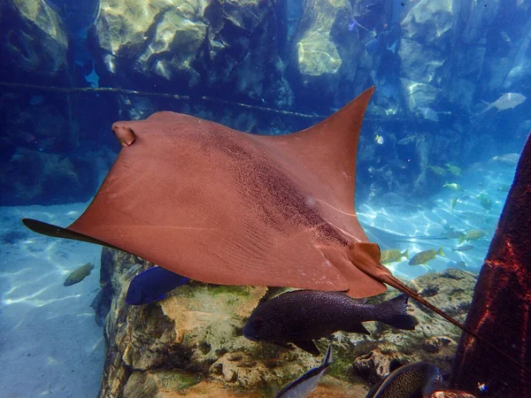Cownose Ray Swimming Coral Reef Stingray — Stock Fotó