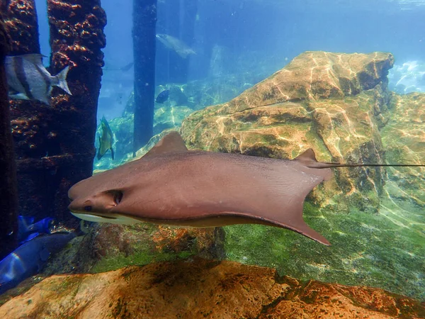 Cownose Ray Swimming Coral Reef Stingray — Stock Fotó