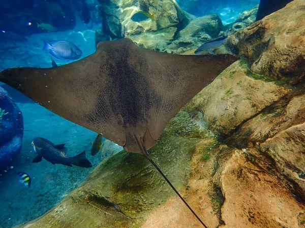 Egy Sas Ray Úszik Korallzátony Felett Rája — Stock Fotó